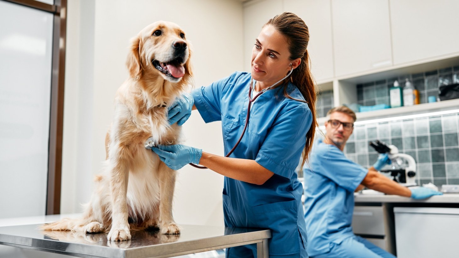 Vet Schools in the US